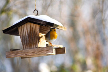 Vogelhäuschen im Garten